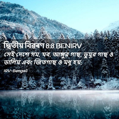 Picture 02 - দ্বিতীয় বিৱৰণ 8:8 BENIRV - সেই দেশে গম, যব, - Bible Verse Picture