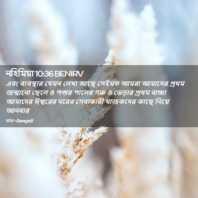 Picture 02 - নহিমিয়া 10:36 BENIRV - এবং ব্যবস্থার - Bible Verse Picture