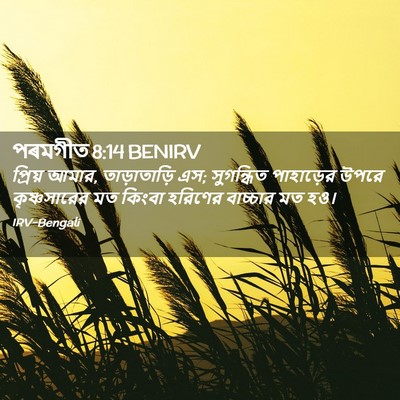 Picture 02 - পৰমগীত 8:14 BENIRV - প্রিয় আমার, - Bible Verse Picture