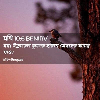 Picture 02 - মথি 10:6 BENIRV - বরং ইস্রায়েল - Bible Verse Picture