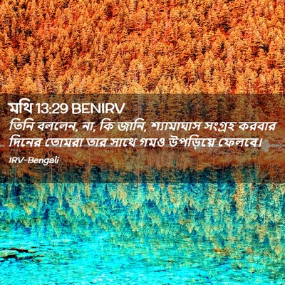 Picture 02 - মথি 13:29 BENIRV - তিনি বললেন, না, কি - Bible Verse Picture