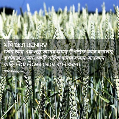 Picture 02 - মথি 13:31 BENIRV - তিনি আর এক গল্প - Bible Verse Picture
