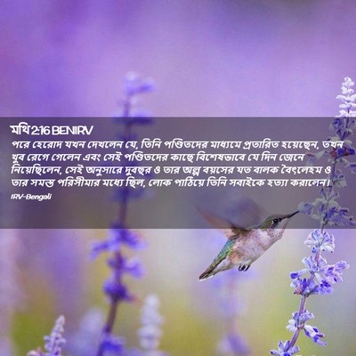 Picture 02 - মথি 2:16 BENIRV - পরে হেরোদ যখন - Bible Verse Picture