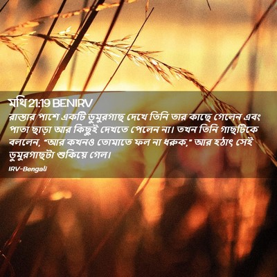 Picture 02 - মথি 21:19 BENIRV - রাস্তার পাশে একটি - Bible Verse Picture