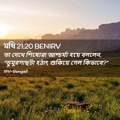 Picture 02 - মথি 21:20 BENIRV - তা দেখে শিষ্যেরা - Bible Verse Picture