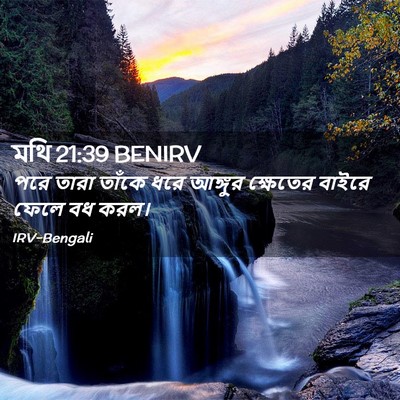 Picture 02 - মথি 21:39 BENIRV - পরে তারা তাঁকে ধরে - Bible Verse Picture
