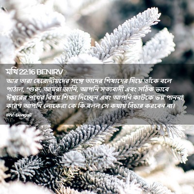Picture 02 - মথি 22:16 BENIRV - আর তারা - Bible Verse Picture