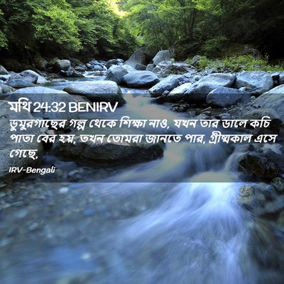 Picture 02 - মথি 24:32 BENIRV - ডুমুরগাছের গল্প - Bible Verse Picture