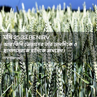 Picture 02 - মথি 25:33 BENIRV - আর তিনি ভেড়াদের - Bible Verse Picture