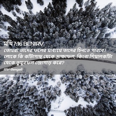Picture 02 - মথি 7:16 BENIRV - তোমরা তাদের ফলের - Bible Verse Picture