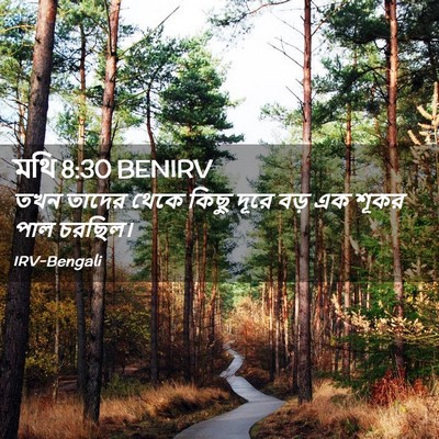 Picture 02 - মথি 8:30 BENIRV - তখন তাদের থেকে - Bible Verse Picture