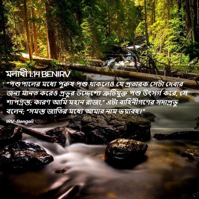 Picture 02 - মলাখী 1:14 BENIRV - “পশুপালের মধ্যে - Bible Verse Picture