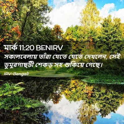 Picture 02 - মার্ক 11:20 BENIRV - সকালবেলায় তাঁরা - Bible Verse Picture