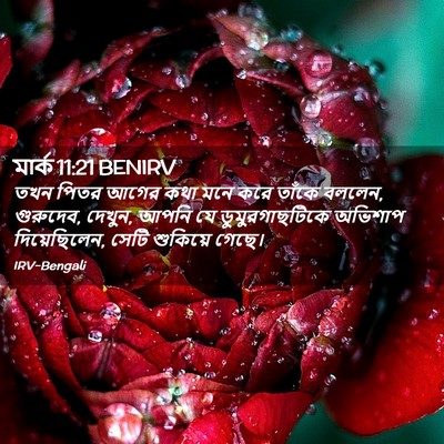 Picture 02 - মার্ক 11:21 BENIRV - তখন পিতর আগের কথা - Bible Verse Picture