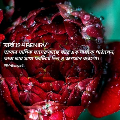 Picture 02 - মার্ক 12:4 BENIRV - আবার মালিক তাদের - Bible Verse Picture