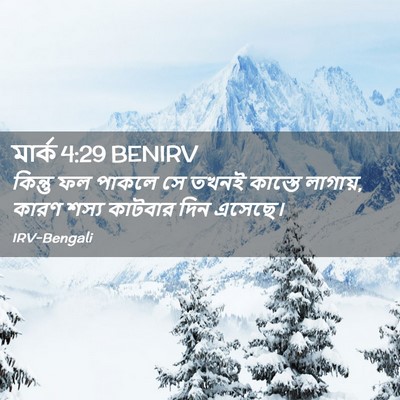Picture 02 - মার্ক 4:29 BENIRV - কিন্তু ফল পাকলে সে - Bible Verse Picture