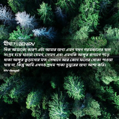 Picture 02 - মীখা 7:1 BENIRV - ধিক আমাকে! কারণ এটা - Bible Verse Picture