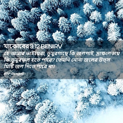 Picture 02 - যাকোবের 3:12 BENIRV - হে আমার ভাইয়েরা, - Bible Verse Picture