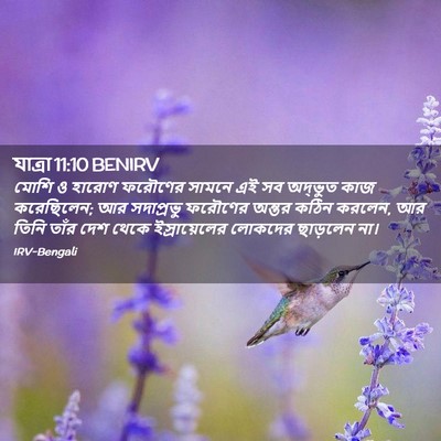 Picture 02 - যাত্ৰা 11:10 BENIRV - মোশি ও হারোণ - Bible Verse Picture