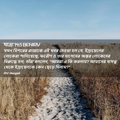 Picture 02 - যাত্ৰা 14:5 BENIRV - যখন মিশরের রাজাকে - Bible Verse Picture