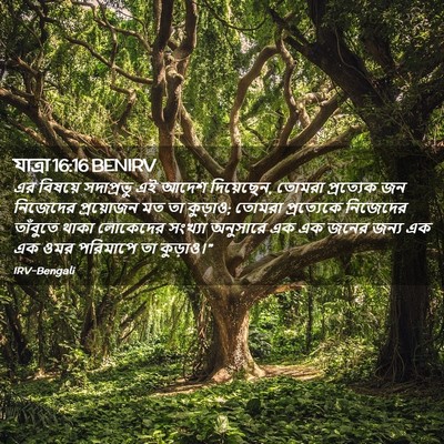 Picture 02 - যাত্ৰা 16:16 BENIRV - এর বিষয়ে - Bible Verse Picture