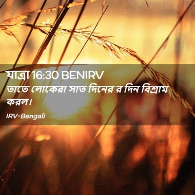 Picture 02 - যাত্ৰা 16:30 BENIRV - তাতে লোকেরা সাত - Bible Verse Picture