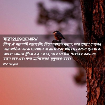 Picture 02 - যাত্ৰা 21:29 BENIRV - কিন্তু ঐ গরু যদি - Bible Verse Picture