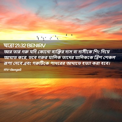 Picture 02 - যাত্ৰা 21:32 BENIRV - আর তার গরু যদি কোনো - Bible Verse Picture