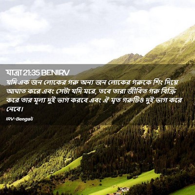 Picture 02 - যাত্ৰা 21:35 BENIRV - যদি এক জন লোকের গরু - Bible Verse Picture