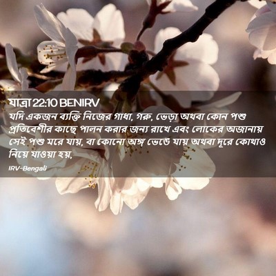 Picture 02 - যাত্ৰা 22:10 BENIRV - যদি একজন ব্যক্তি - Bible Verse Picture