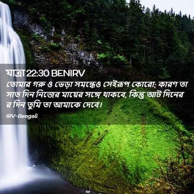 Picture 02 - যাত্ৰা 22:30 BENIRV - তোমার গরু ও ভেড়া - Bible Verse Picture