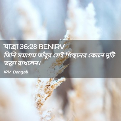 Picture 02 - যাত্ৰা 36:28 BENIRV - তিনি সমাগম তাঁবুর - Bible Verse Picture