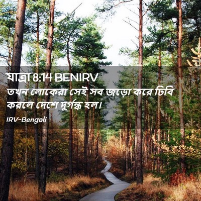 Picture 02 - যাত্ৰা 8:14 BENIRV - তখন লোকেরা সেই সব - Bible Verse Picture