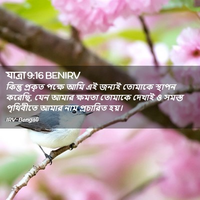 Picture 02 - যাত্ৰা 9:16 BENIRV - কিন্তু প্রকৃত - Bible Verse Picture