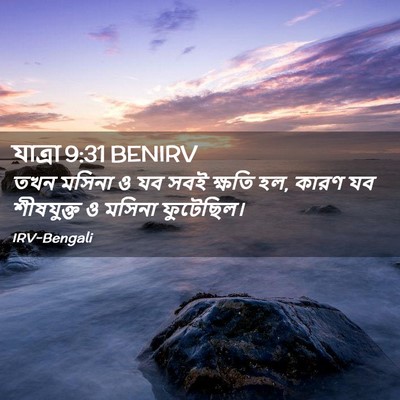Picture 02 - যাত্ৰা 9:31 BENIRV - তখন মসিনা ও যব সবই - Bible Verse Picture