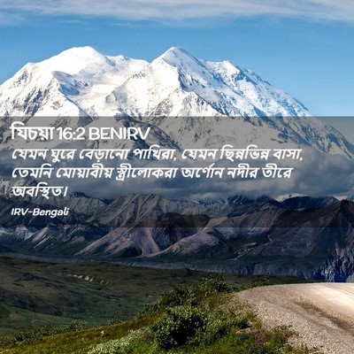 Picture 02 - যিচয়া 16:2 BENIRV - যেমন ঘুরে বেড়ানো - Bible Verse Picture
