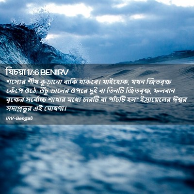 Picture 02 - যিচয়া 17:6 BENIRV - শস্যের শীষ - Bible Verse Picture