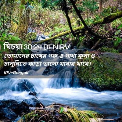 Picture 02 - যিচয়া 30:24 BENIRV - তোমাদের চাষের গরু - Bible Verse Picture