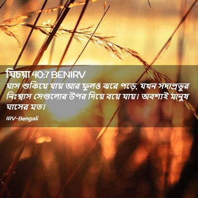 Picture 02 - যিচয়া 40:7 BENIRV - ঘাস শুকিয়ে যায় - Bible Verse Picture
