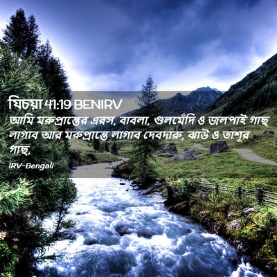 Picture 02 - যিচয়া 41:19 BENIRV - আমি মরুপ্রান্তের - Bible Verse Picture