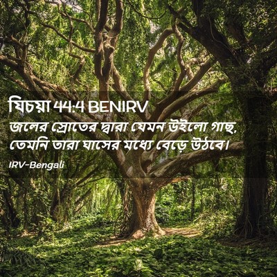 Picture 02 - যিচয়া 44:4 BENIRV - জলের স্রোতের - Bible Verse Picture