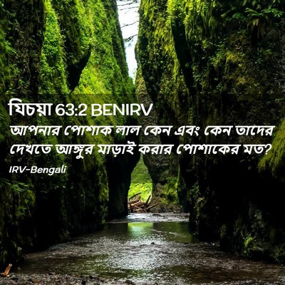 Picture 02 - যিচয়া 63:2 BENIRV - আপনার পোশাক লাল - Bible Verse Picture