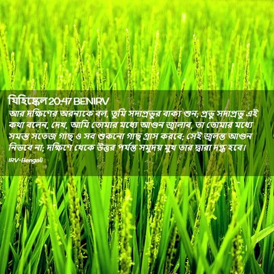 Picture 02 - যিহিষ্কেল 20:47 BENIRV - আর দক্ষিণের - Bible Verse Picture