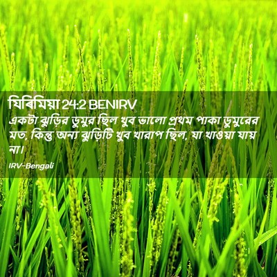 Picture 02 - যিৰিমিয়া 24:2 BENIRV - একটা ঝুড়ির ডুমুর - Bible Verse Picture