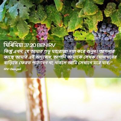 Picture 02 - যিৰিমিয়া 37:20 BENIRV - কিন্তু এখন, হে আমার - Bible Verse Picture