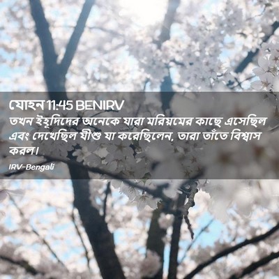 Picture 02 - যোহন 11:45 BENIRV - তখন ইহূদিদের - Bible Verse Picture