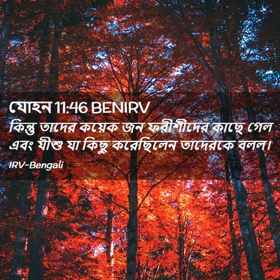 Picture 02 - যোহন 11:46 BENIRV - কিন্তু তাদের - Bible Verse Picture
