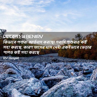 Picture 02 - যোৱেল 1:18 BENIRV - কিভাবে পশুরা - Bible Verse Picture
