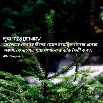 Picture 02 - লূক 17:28 BENIRV - সেইভাবে লোটের - Bible Verse Picture