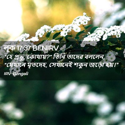Picture 02 - লূক 17:37 BENIRV - “হে প্রভু, কোথায়?” - Bible Verse Picture